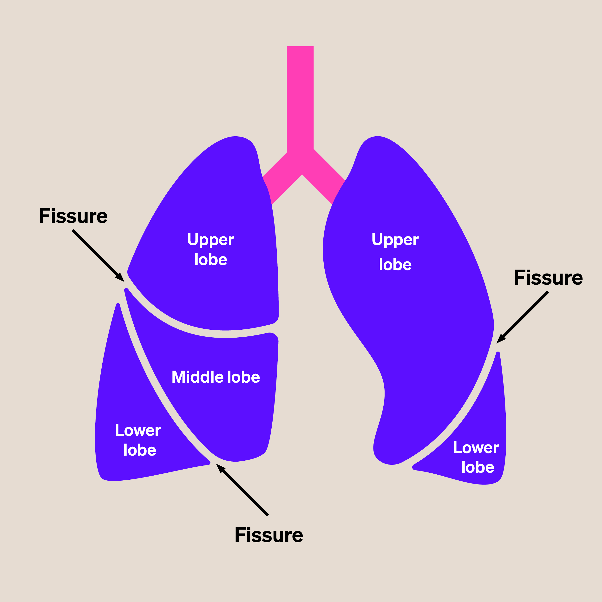 /The%20lobes%20of%20the%20lung.%20Your%20right%20lung%20is%20made%20up%20of%20three%20lobes.%20Your%20left%20lung%20has%20two%20lobes.%20The%20lines%20that%20separate%20the%20lobes%20of%20the%20lungs%20are%20called%20fissures.